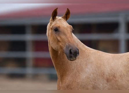 PRE, Stallone, 1 Anno, Palomino