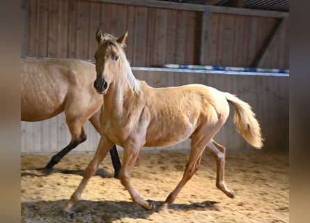 PRE, Stallone, 1 Anno, Palomino