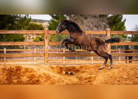 PRE, Stallone, 2 Anni, 130 cm, Grigio