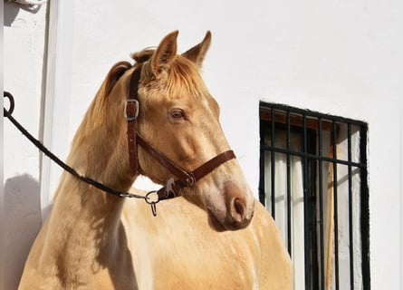 PRE, Stallone, 2 Anni, 150 cm, Pearl