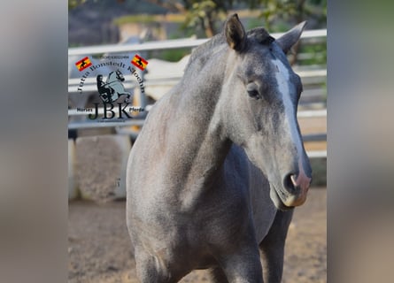 PRE Mix, Stallone, 2 Anni, 151 cm, Grigio