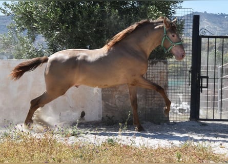 PRE, Stallone, 2 Anni, 153 cm, Pearl