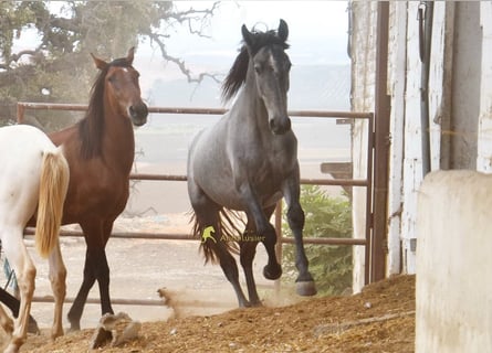 PRE, Stallone, 2 Anni, 154 cm, Grigio