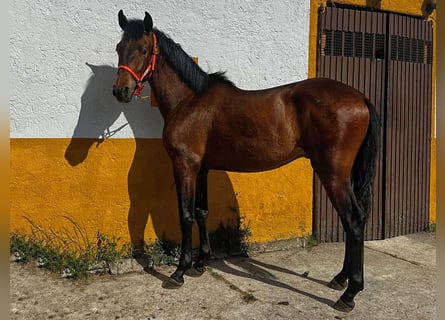 PRE, Stallone, 2 Anni, 157 cm, Baio