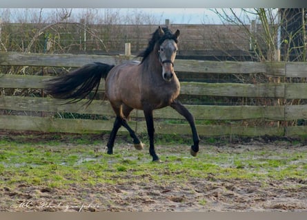 PRE, Stallone, 2 Anni, 157 cm, Grigio