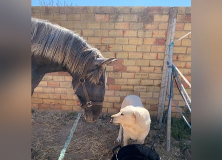 PRE Mix, Stallone, 2 Anni, 157 cm, Grigio ferro