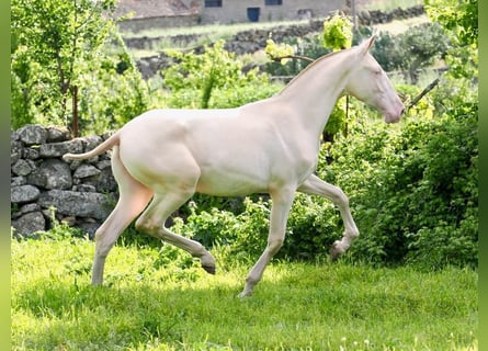 PRE Mix, Stallone, 2 Anni, 157 cm, Perlino
