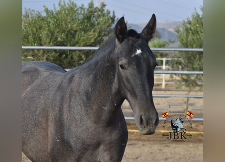 PRE, Stallone, 2 Anni, 160 cm, Grigio ferro