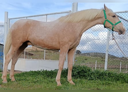 PRE, Stallone, 2 Anni, 160 cm, Palomino