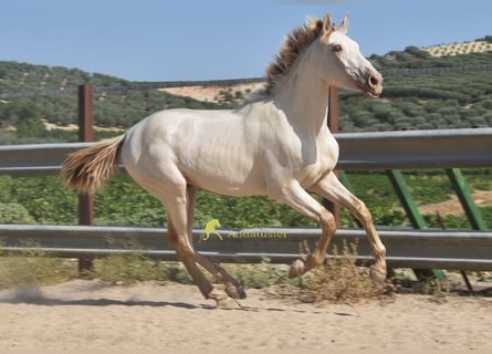 PRE, Stallone, 2 Anni, 160 cm, Pearl
