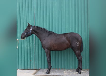 PRE, Stallone, 2 Anni, 161 cm