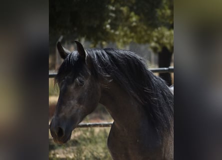 PRE, Stallone, 2 Anni, 161 cm, Grigio pezzato