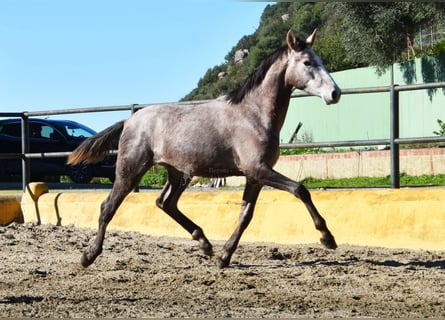 PRE Mix, Stallone, 2 Anni, 162 cm, Grigio