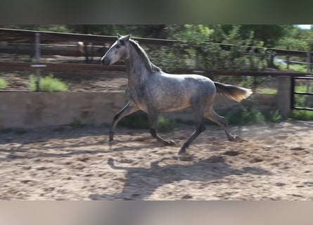 PRE, Stallone, 2 Anni, 162 cm, Grigio pezzato