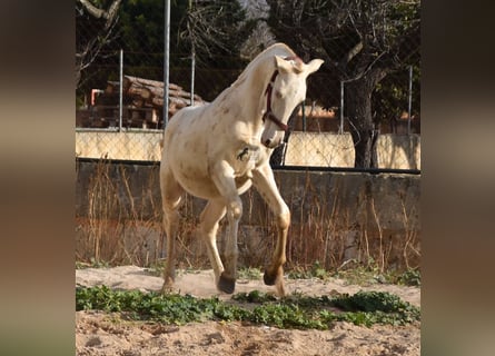 PRE, Stallone, 2 Anni, 162 cm, Perlino