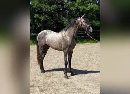 PRE Mix, Stallone, 2 Anni, 163 cm, Grigio