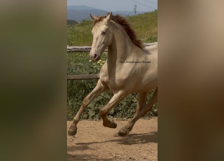 PRE Mix, Stallone, 2 Anni, 163 cm, Perlino