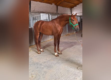 PRE Mix, Stallone, 2 Anni, 163 cm, Sauro