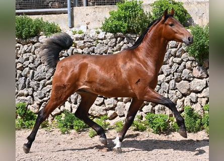 PRE, Stallone, 2 Anni, 165 cm, Baio