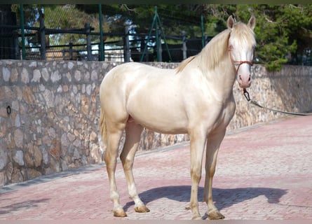 PRE Mix, Stallone, 2 Anni, 165 cm, Cremello