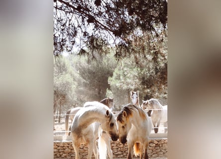 PRE Mix, Stallone, 2 Anni, 165 cm, Grigio