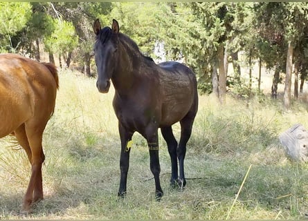 PRE, Stallone, 2 Anni, 165 cm, Morello