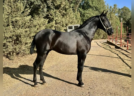 PRE, Stallone, 2 Anni, 165 cm, Morello