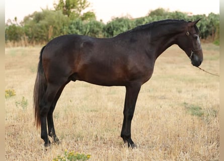 PRE Mix, Stallone, 2 Anni, 166 cm, Grigio