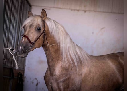 PRE, Stallone, 2 Anni, 166 cm, Palomino