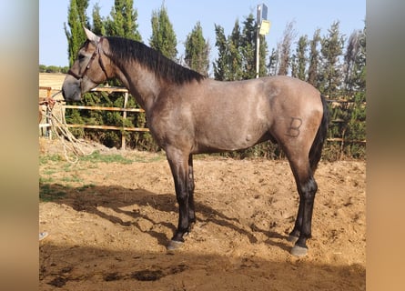 PRE, Stallone, 2 Anni, 167 cm, Grigio