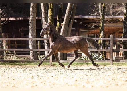 PRE, Stallone, 2 Anni, 167 cm, Morello