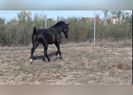 PRE Mix, Stallone, 2 Anni, 168 cm, Baio scuro