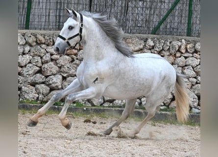 PRE, Stallone, 2 Anni, 168 cm, Grigio