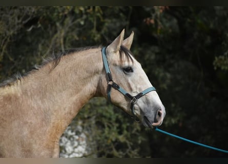 PRE, Stallone, 2 Anni, 170 cm, Grigio