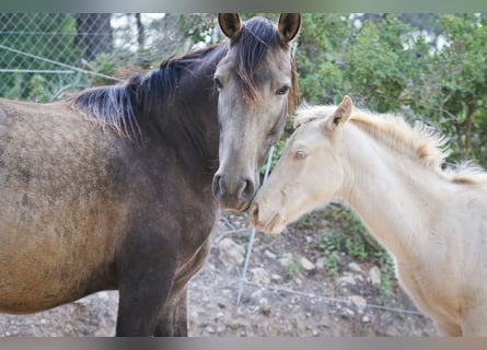 PRE, Stallone, 2 Anni, 173 cm, Perlino