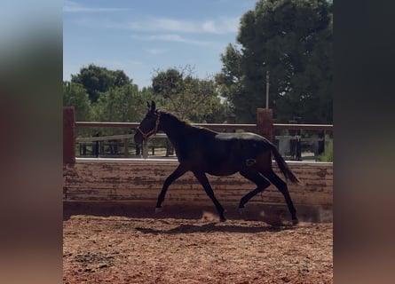 PRE, Stallone, 2 Anni, Grigio
