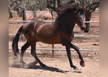 PRE, Stallone, 3 Anni, 154 cm, Baio