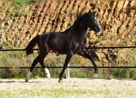 PRE, Stallone, 3 Anni, 155 cm, Morello