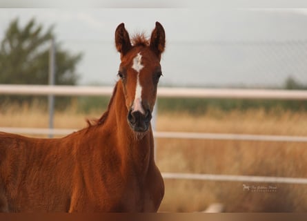 PRE Mix, Stallone, 3 Anni, 155 cm, Sauro