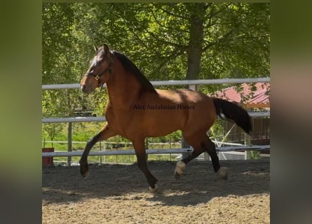 PRE Mix, Stallone, 3 Anni, 156 cm, Baio