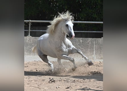 PRE, Stallone, 3 Anni, 156 cm, Grigio