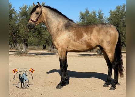 PRE Mix, Stallone, 3 Anni, 158 cm, Falbo
