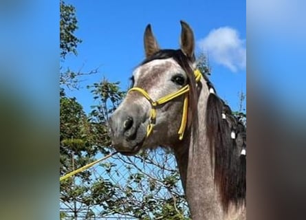 PRE, Stallone, 3 Anni, 158 cm, Falbo