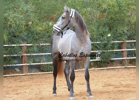PRE, Stallone, 3 Anni, 158 cm, Grigio pezzato