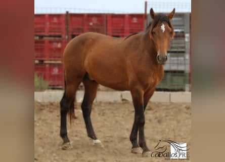 PRE, Stallone, 3 Anni, 159 cm, Baio