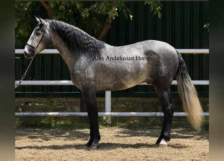 PRE Mix, Stallone, 3 Anni, 159 cm, Grigio