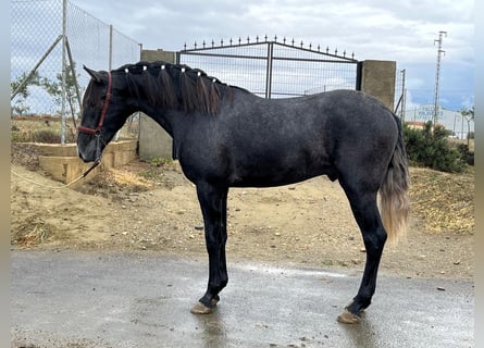 PRE Mix, Stallone, 3 Anni, 159 cm, Grigio