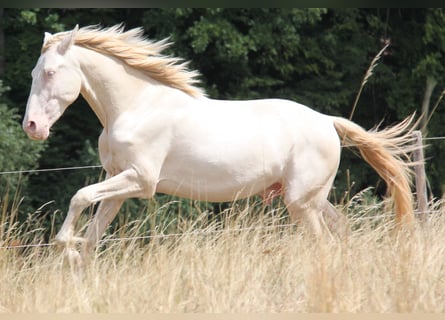 PRE, Stallone, 3 Anni, 159 cm, Perlino