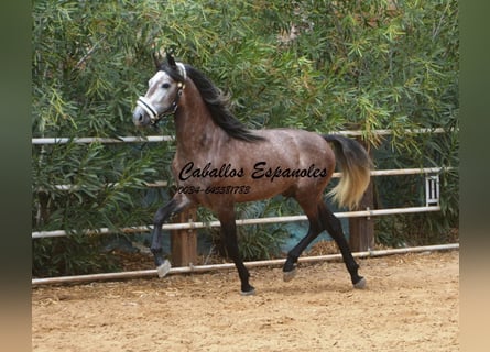 PRE, Stallone, 3 Anni, 160 cm, Grigio pezzato