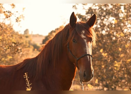 PRE, Stallone, 3 Anni, 160 cm, Sauro